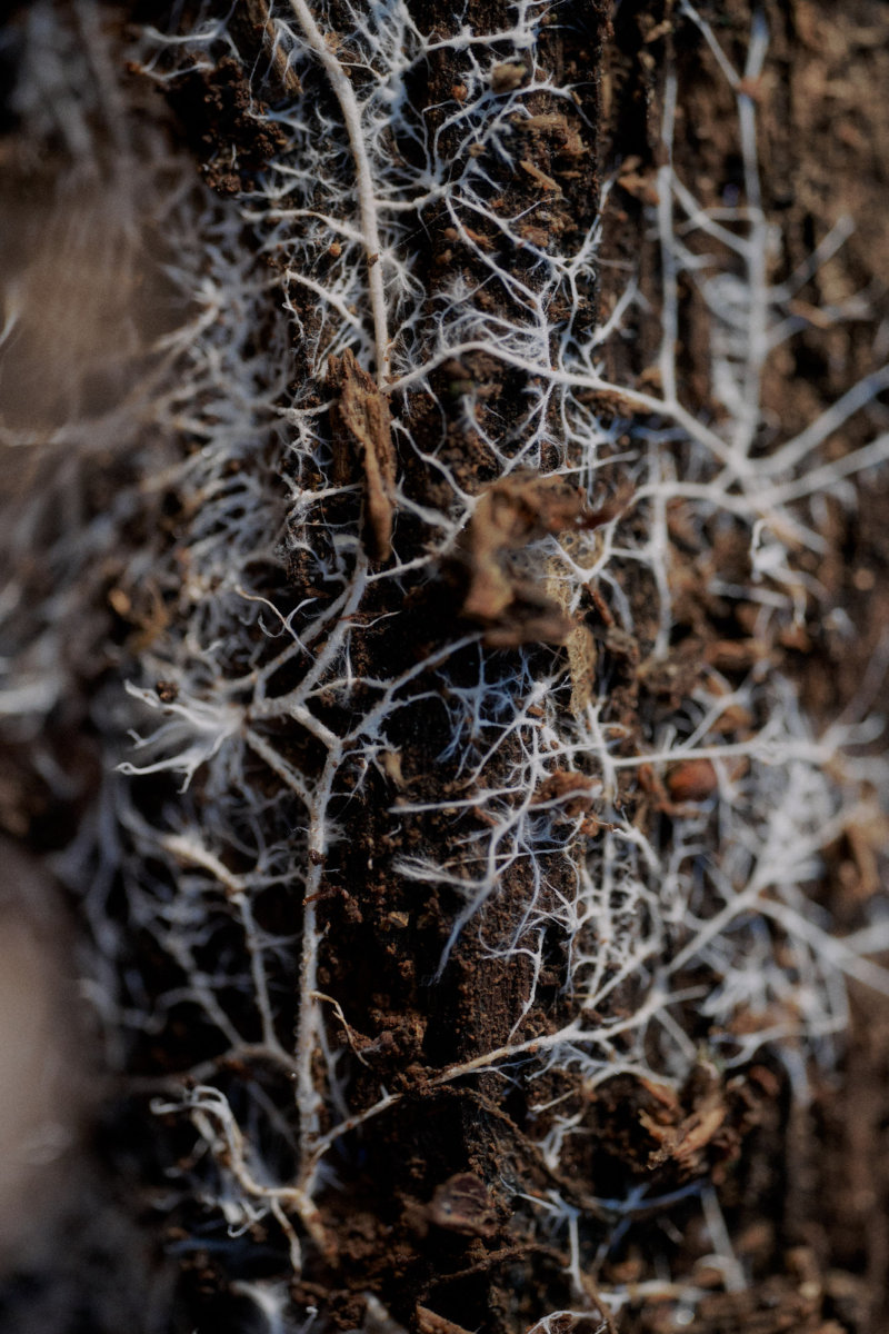 Funghi and Friends - Hello, I am Barnie.