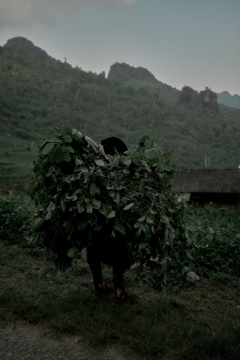 Việt Nam - Hello, I am Barnie.