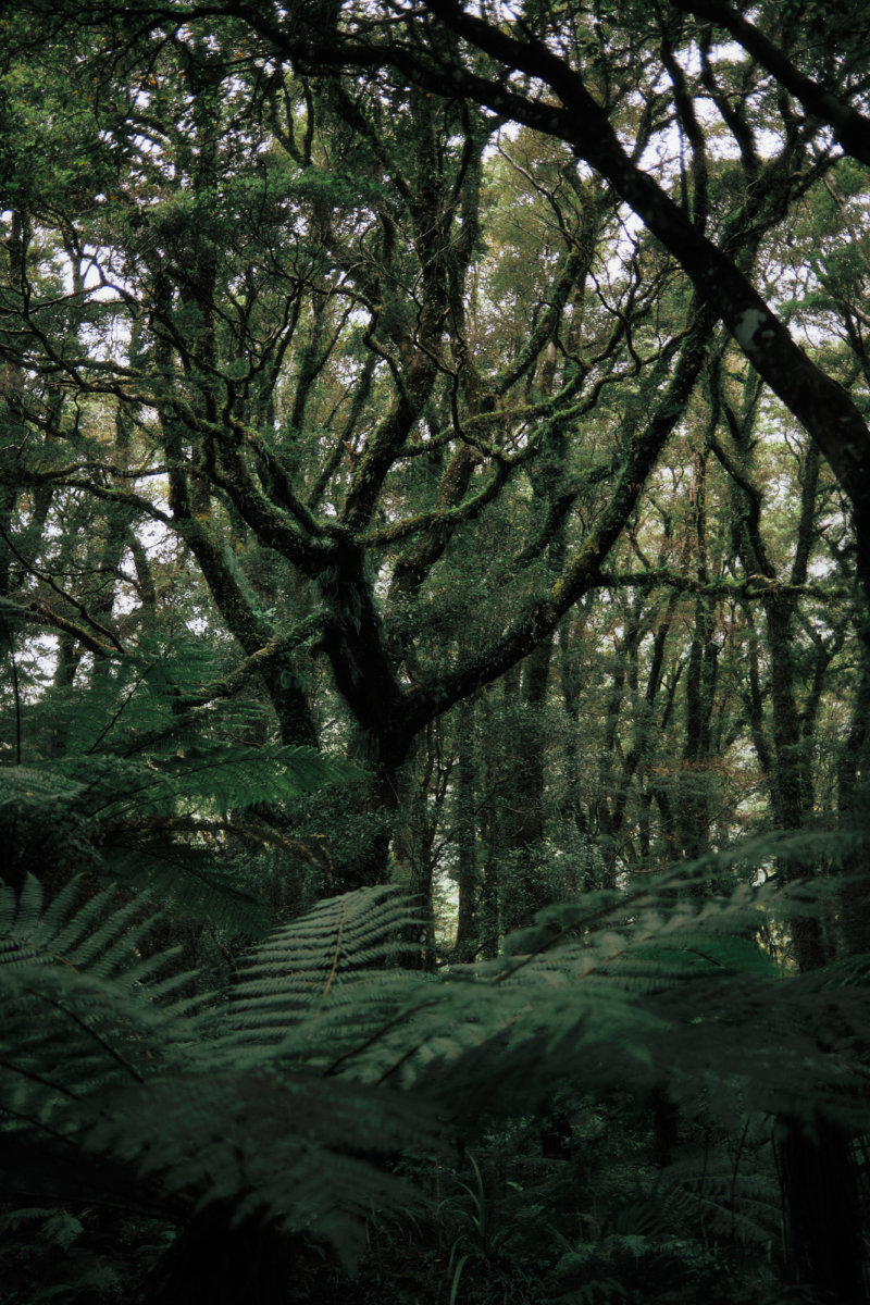 Aotearoa - Hello, I am Barnie.